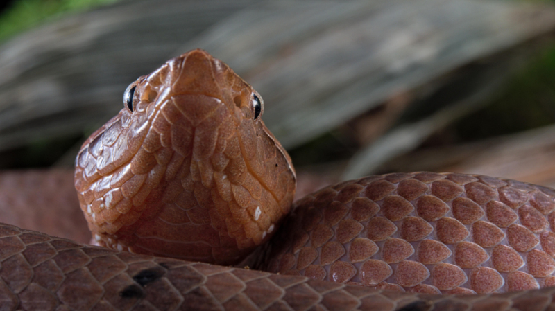Новые миры: темпы обнаружения неизвестных форм жизни на Земле достигли максимума