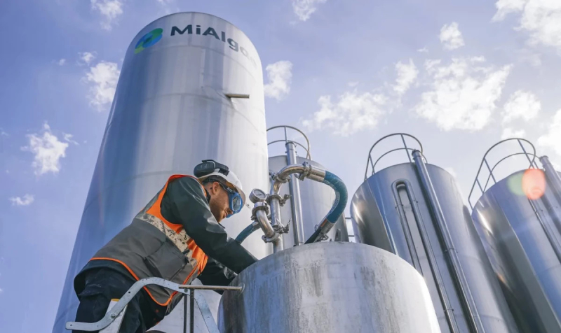 Новым источником омега-3 жирных кислот станут отходы производства виски