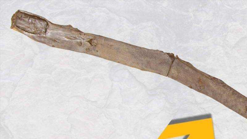 В Греции найдены древнейшие деревянные орудия: им 430 000 лет