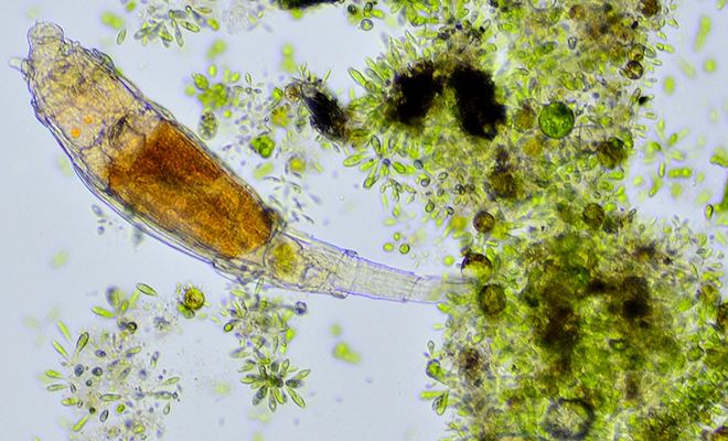 Червь возрастом 46 000 лет ожил в лаборатории после разморозки вечной мерзлоты