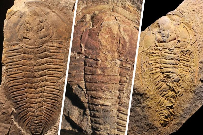 Ученый рассказал, могут ли в глубинах океана существовать древние существа