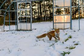 Жизнь развивается и процветает внутри зоны отчуждения Фукусима