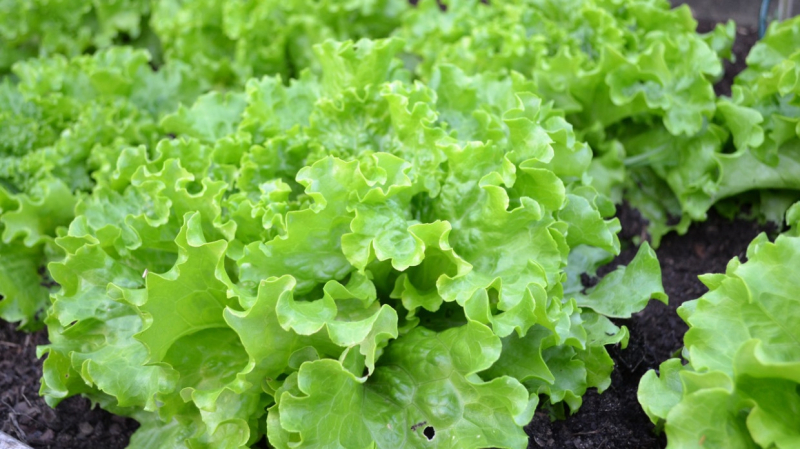 Британские ученые нашли новый способ очистить овощи от грязи и микробов