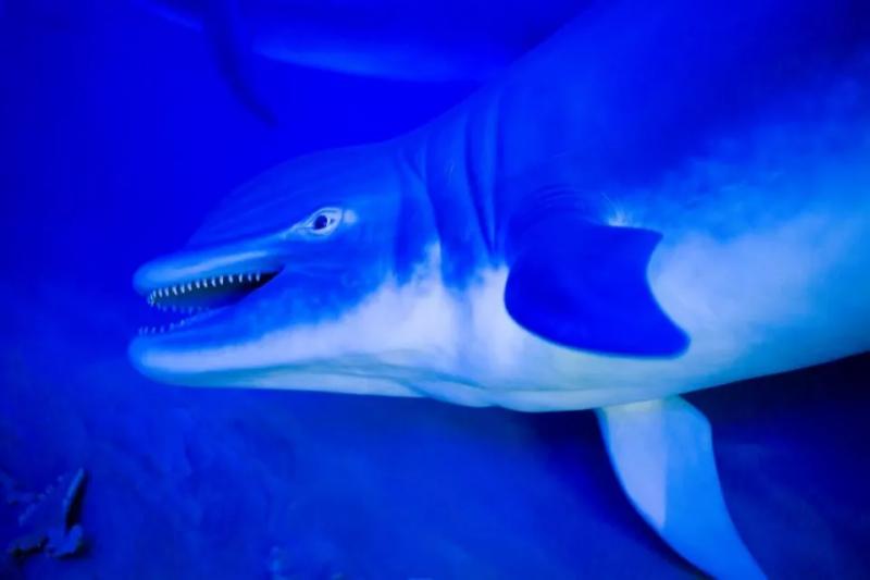 Дельфины с "рыхлыми" бивнями: что удивило палеонтологов