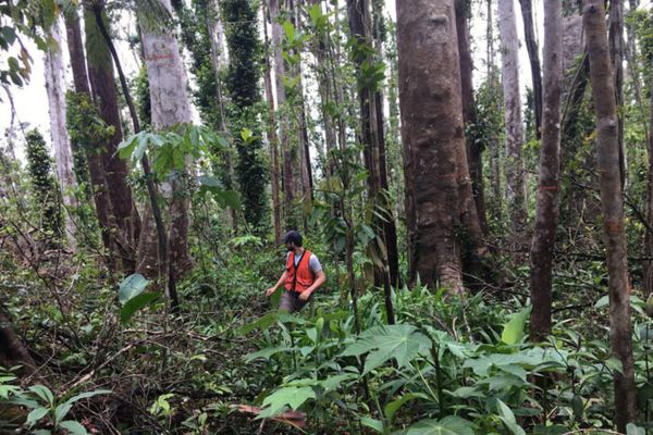 Деревья в подверженных ураганам районах оказались чрезвычайно живучими