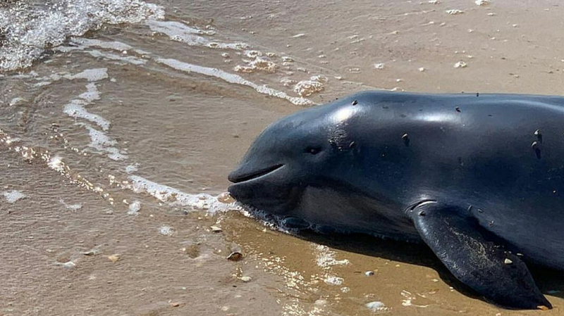 «Ежегодное явление». Власти Краснодарского края объяснили массовую гибель животных холодной погодой