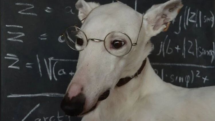 Исследование более 1400 видов может изменить наше понимание интеллекта