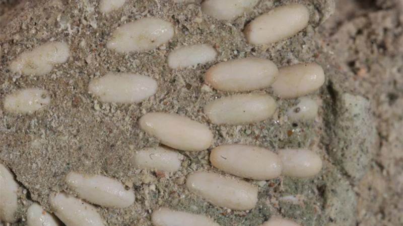 Яйца древних кузнечиков найдены в Национальном памятнике "Ископаемые отложения Джон-Дэй" в Орегоне
