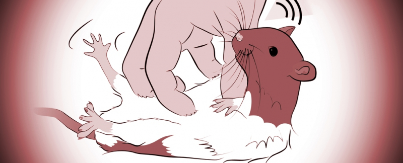 Наука, стоящая за игривым поведением: Щекотание крыс раскрывает роль мозга