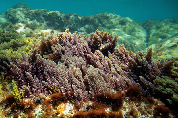 Обнаружены охлаждающие Землю водоросли