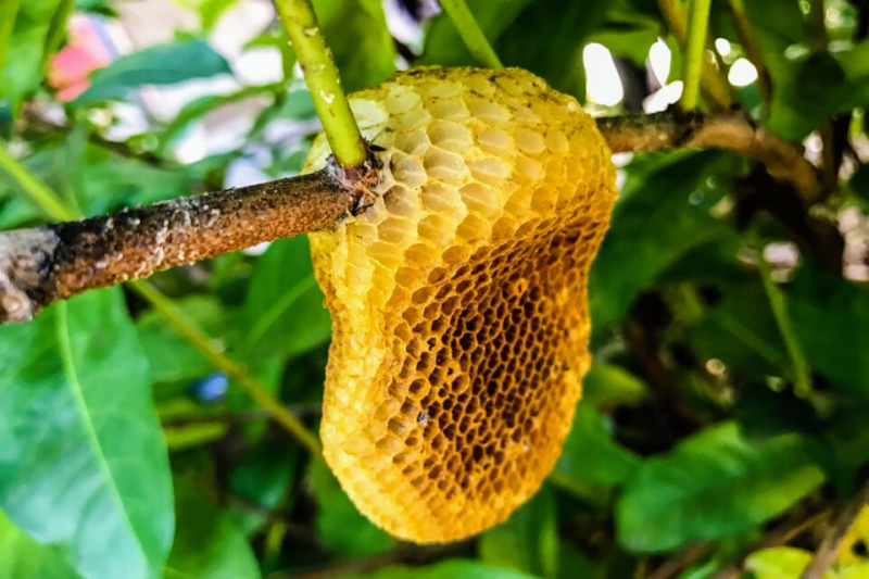 Пчелы и осы: Решение сложных строительных задач