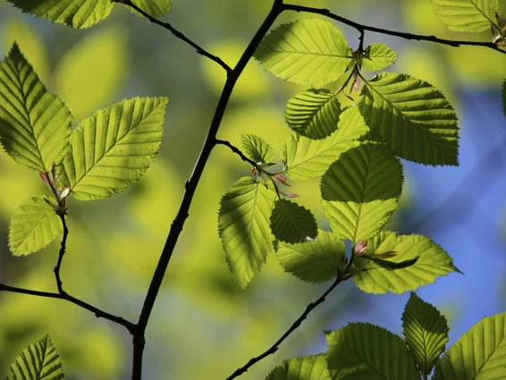 Российские ученые изучили ископаемые остатки бука возрастом 15 миллионов лет