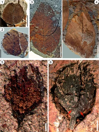 Российские ученые изучили ископаемые остатки бука возрастом 15 миллионов лет
