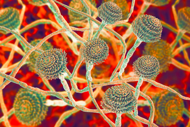 Супергриб во всех уголках Земли: устойчивые к лекарствам штаммы вызывают тревогу