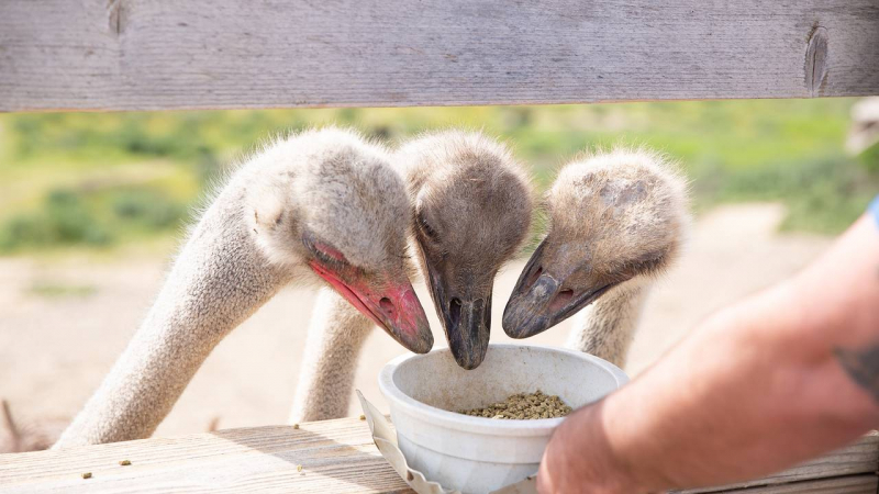 У птиц зафиксировали обратный процесс эволюции