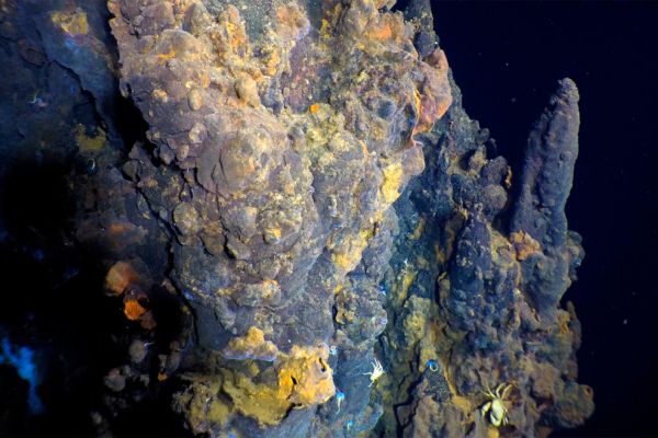 Ученые обнаружили самый большой в мире глубоководный риф