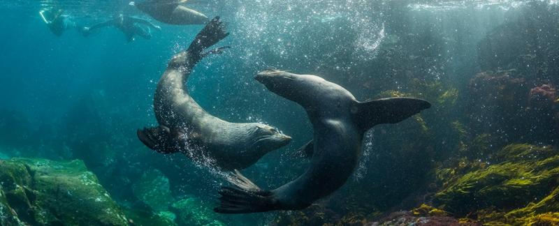 Ученые призывают признать океан живым существом с неотъемлемыми правами