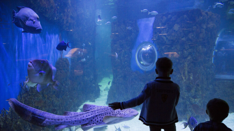 Ученые спрогнозировали вымирание 90% морских видов к концу XXI века