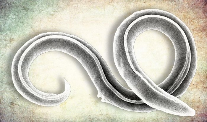 Ученые успешно воскресили древнего сибирского червя после 46 000 лет спячки