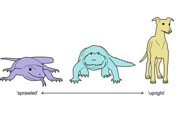 Ученые выяснили, как предки человека перестали пресмыкаться