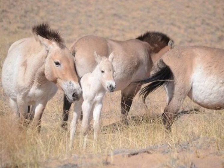 В Монголии после динозавров никто не вымирал