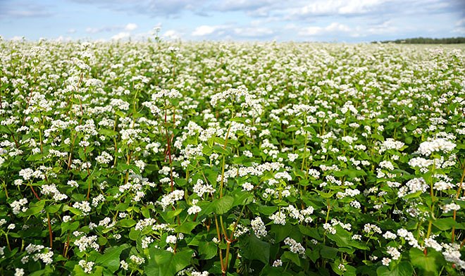 В УрГЭУ получили патент на заменитель какао-порошка, созданный из лузги